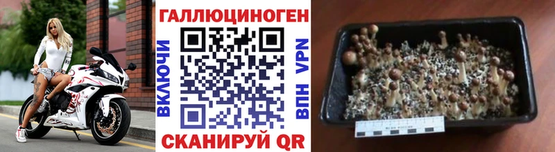 Псилоцибиновые грибы Cubensis  купить наркотики цена  omg зеркало  Ермолино 